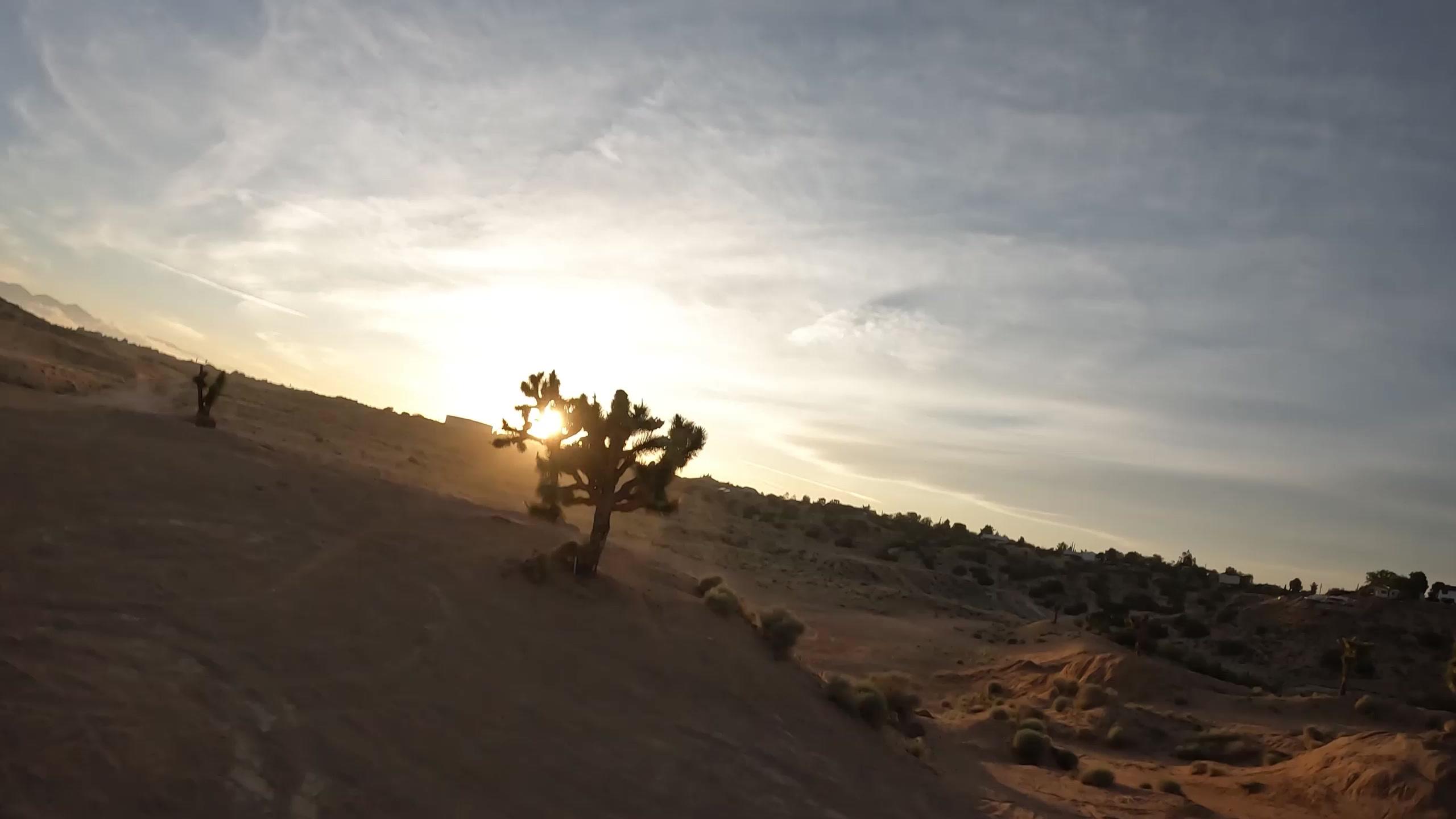 Desert landscape with cacti backlit by a low sun